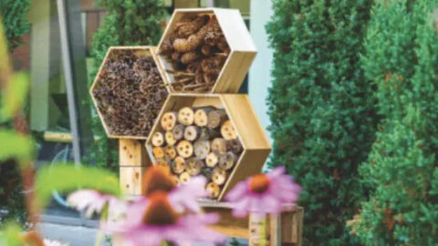 La biodiversité dans un jardin, garant de l’équilibre naturel de la végétation !