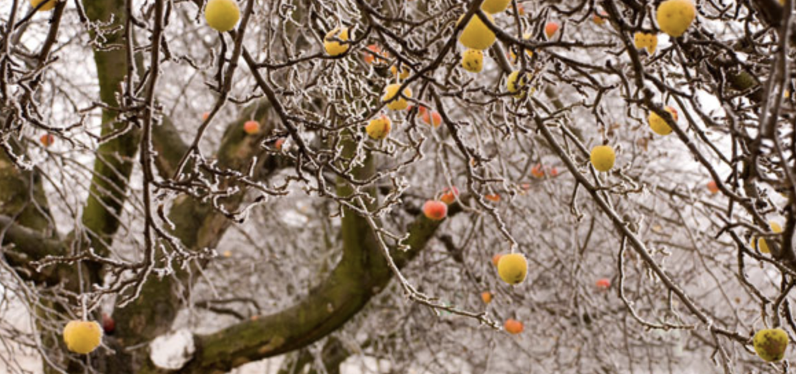 Pourquoi l’hiver est la meilleure période pour la taille de vos arbres fruitiers