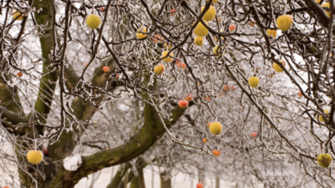 Pourquoi l’hiver est la meilleure période pour la taille de vos arbres fruitiers